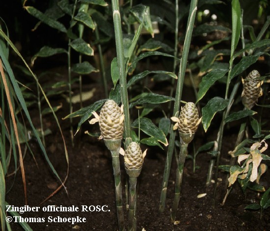 معرفی گیاهان - زنجبیل